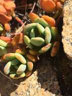 Image of Sierra stonecrop