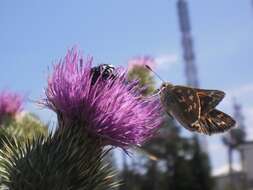 Image of Common Branded Skipper