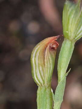 Pterostylis clivosa的圖片