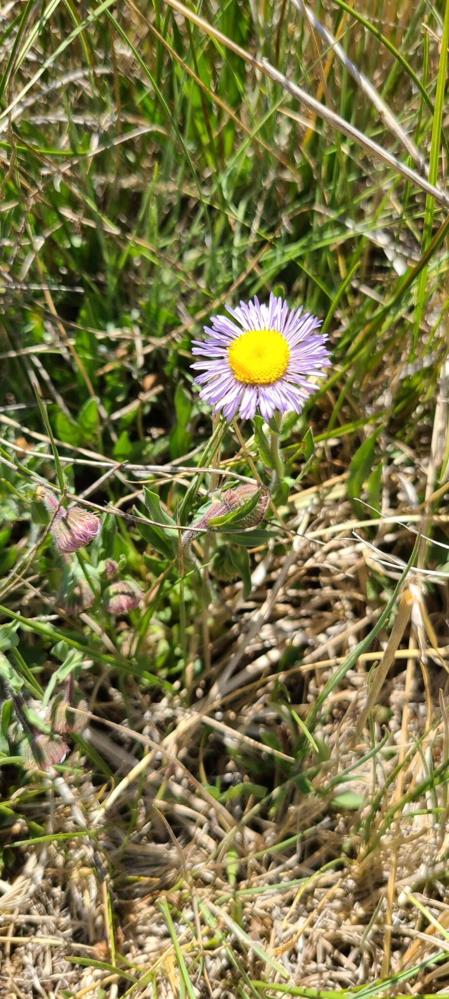 Слика од Erigeron formosissimus Greene