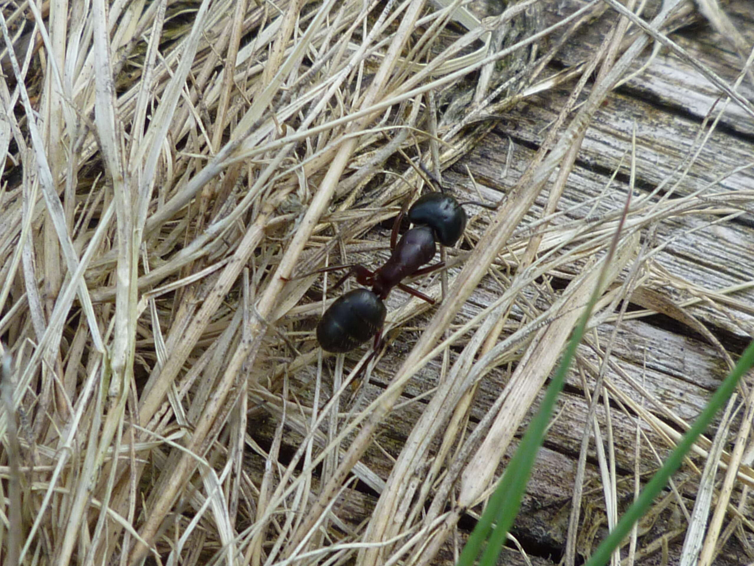 Image de fourmi noire des jardins