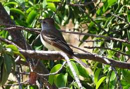 Image of Ash-throated Flycatcher