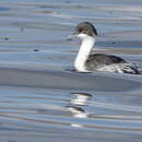 Image of Junin Grebe