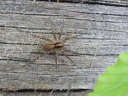 Image of Pardosa lugubris (Walckenaer 1802)