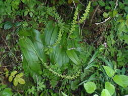 Image of Satyrium parviflorum Sw.