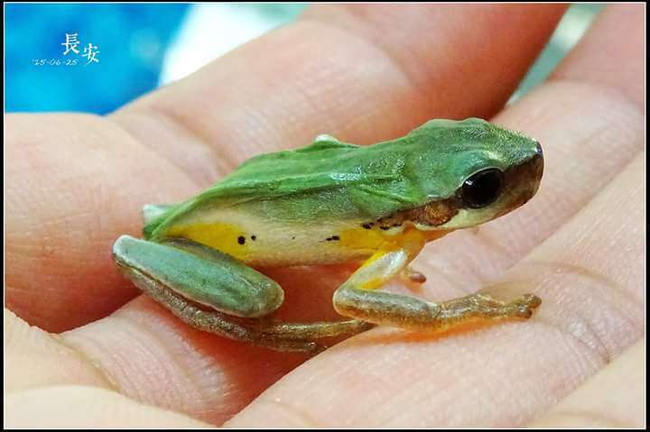 Image of Chinese Tree Toad