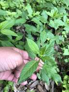 Image of Texas milkweed