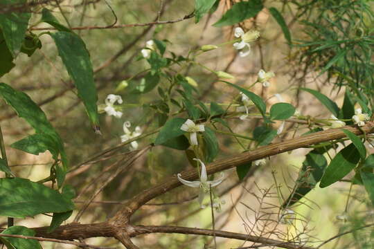 Слика од <i>Clematis aristata</i>