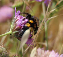 Image of Megascolia bidens (Linnaeus 1767)