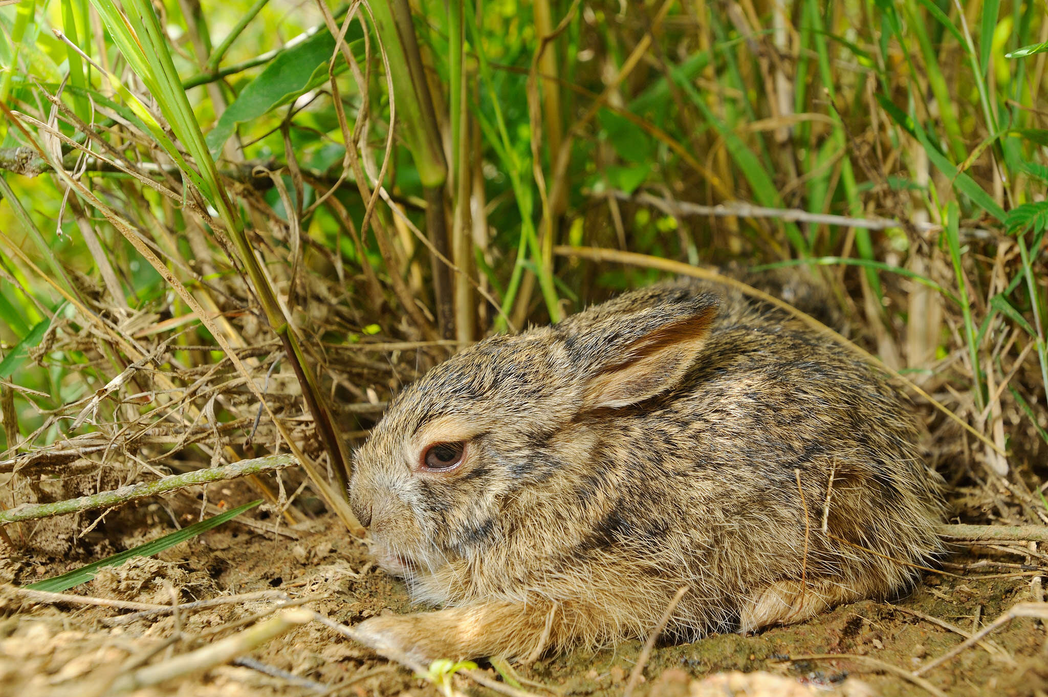 Image of Burmese Hare