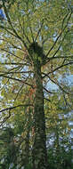 Image of Eurasian Goshawk