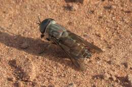 Imagem de Tabanus novaescotiae Macquart 1847