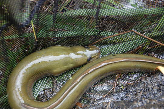 Image of European Eel
