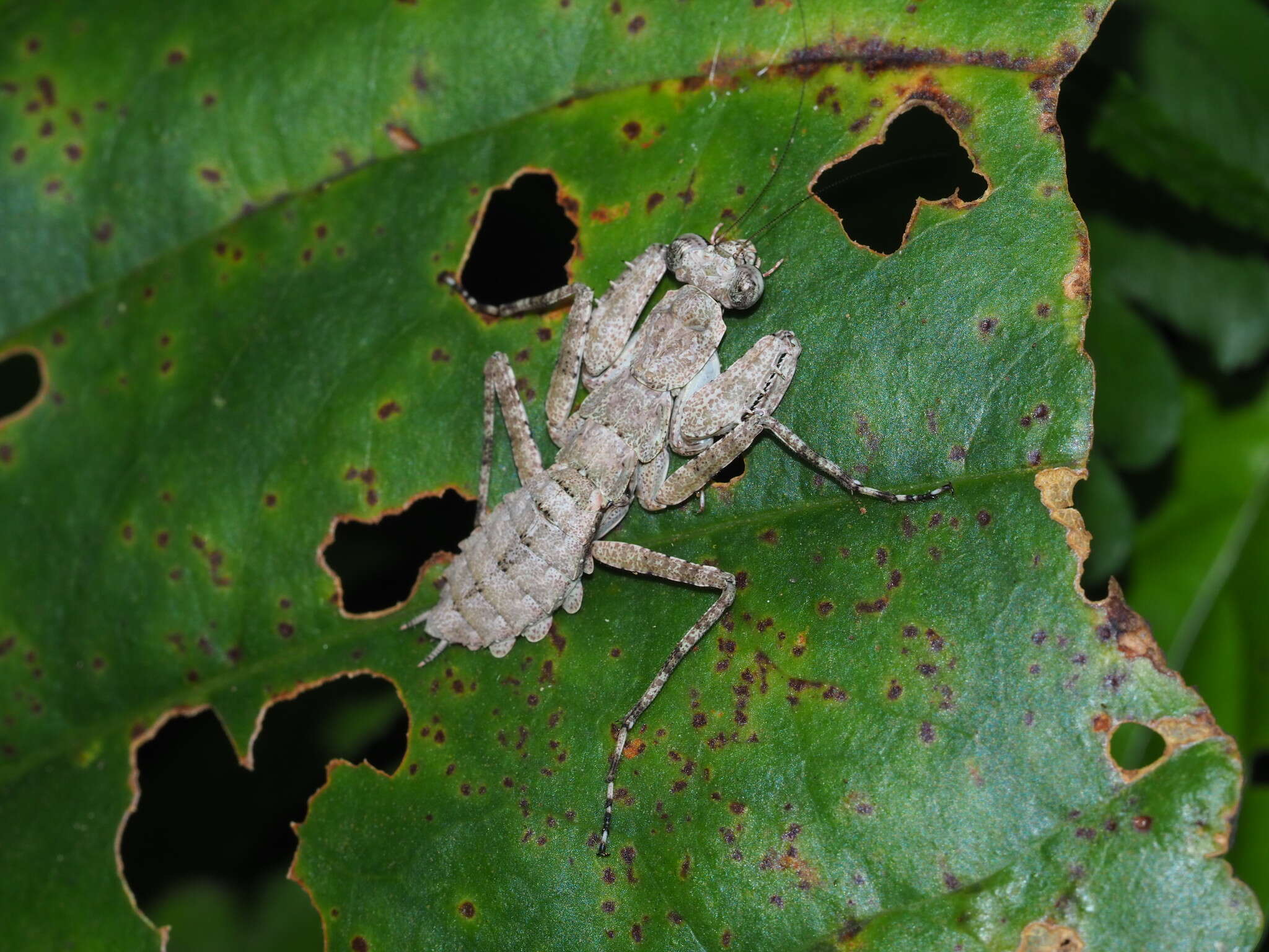 Image of Theopompa ophthalmica Olivier 1792