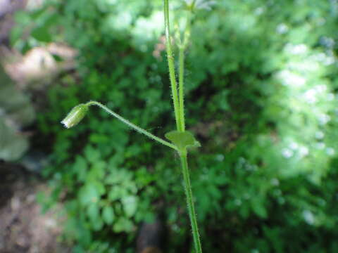 Image of Cerastium sylvaticum Waldst. & Kit.