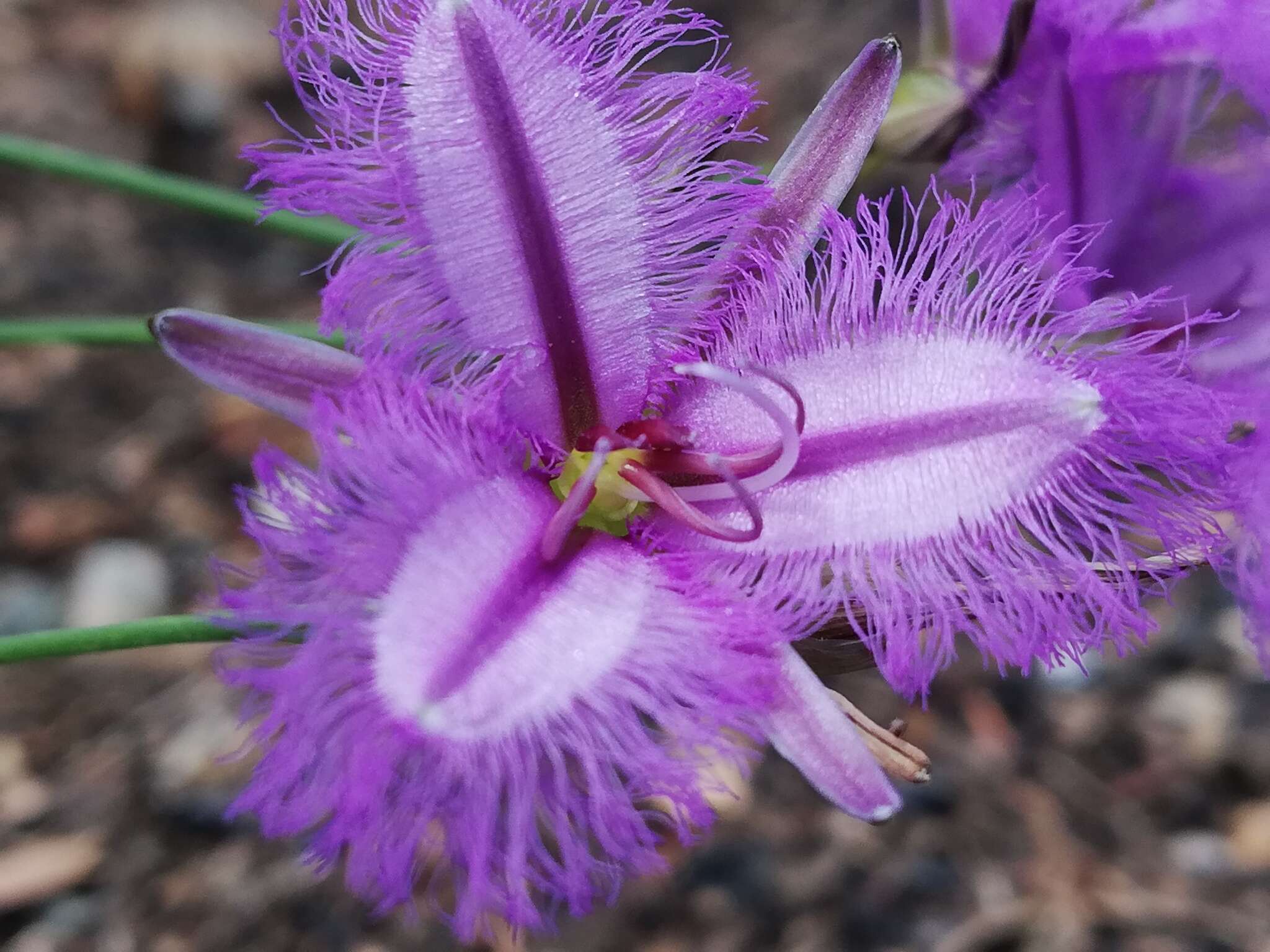 Image of Thysanotus sparteus R. Br.