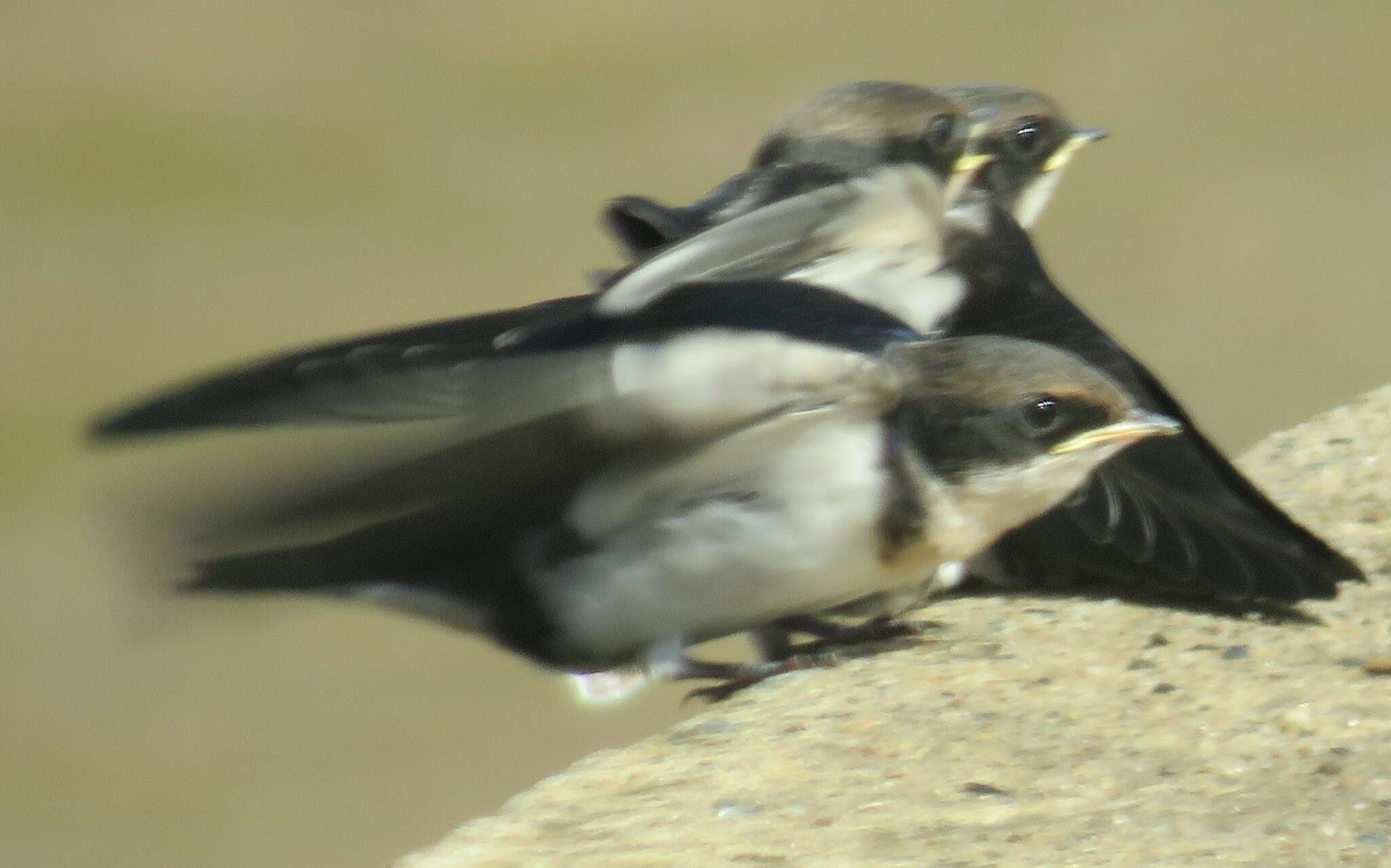 Image of Wire-tailed Swallow