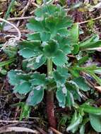 Image of Callianthemum coriandrifolium Rchb.