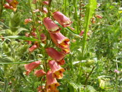 Imagem de Digitalis obscura L.