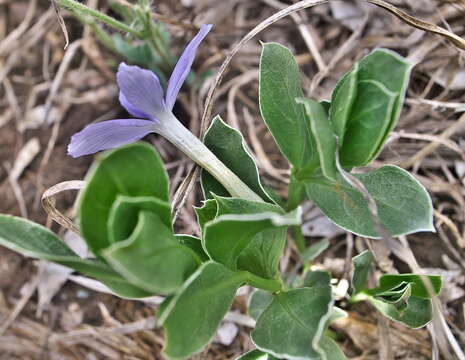 Image of Barleria argillicola Oberm.