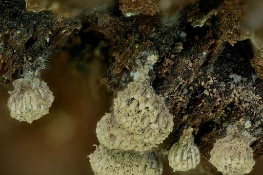 Image of Tubifera corymbosa