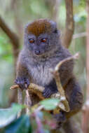 Image of Bamboo Lemur