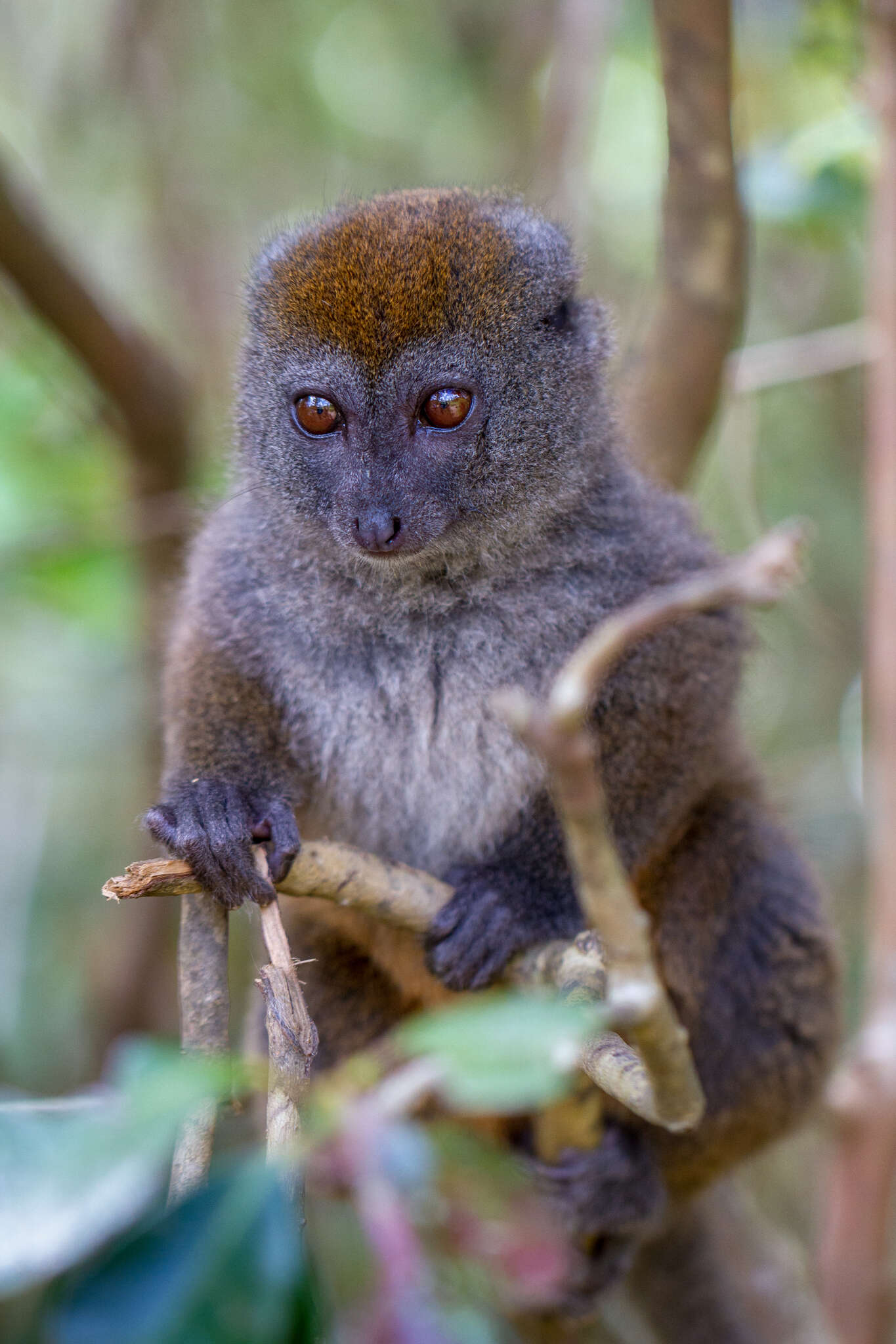 Image of Bamboo Lemur