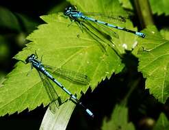 Image of Azure Bluet