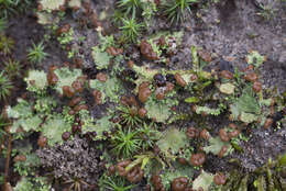 Image of cup lichen