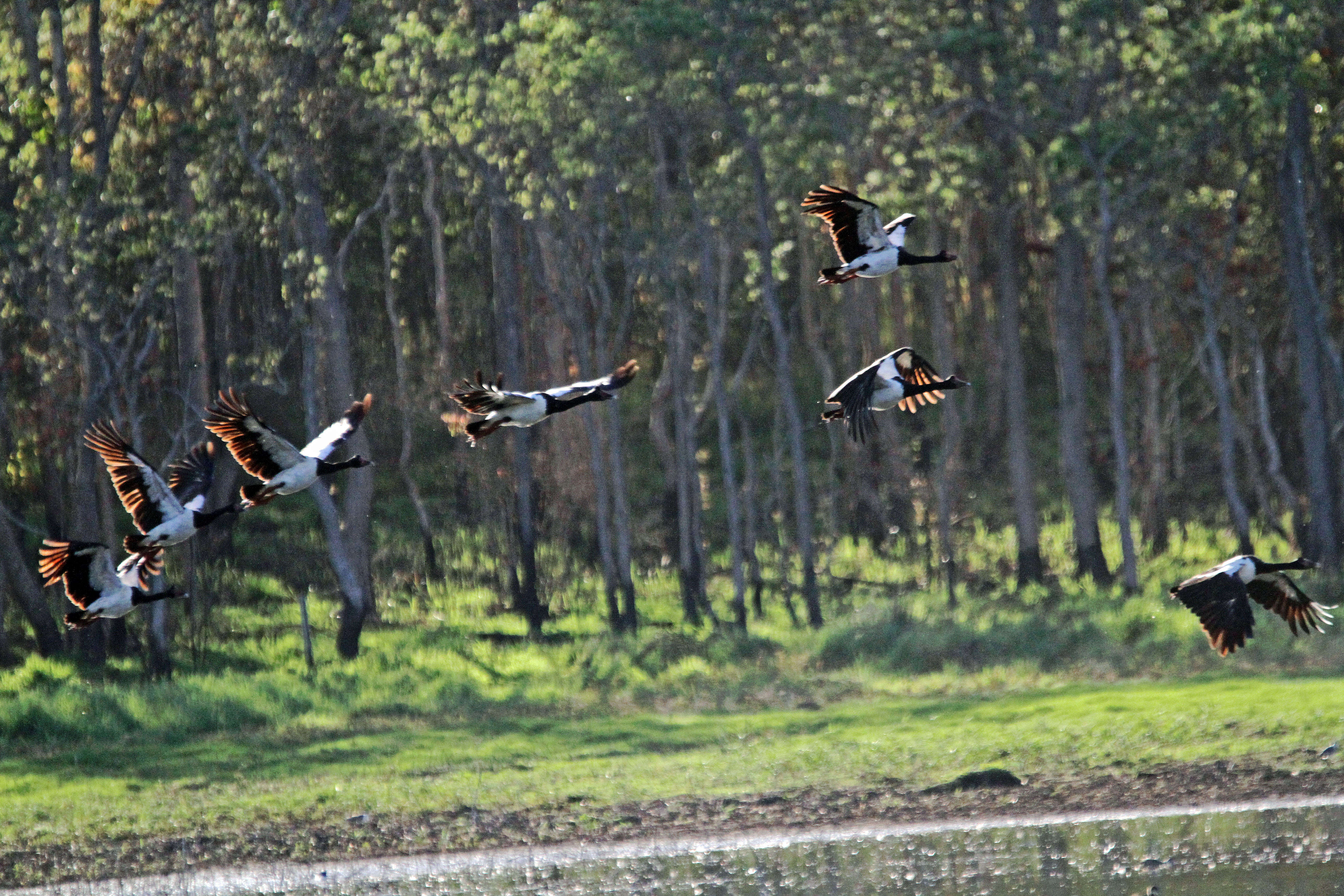 Image of magpie-goose