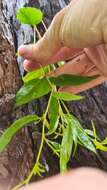 Image of brown stringybark