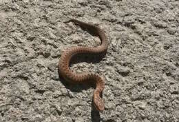 Image of Adder