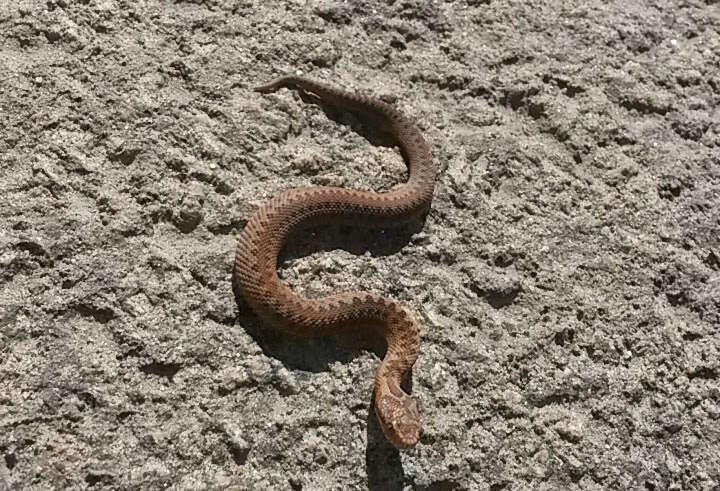 Image of Adder