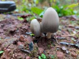 Image of Coprinopsis acuminata (Romagn.) Redhead, Vilgalys & Moncalvo 2001