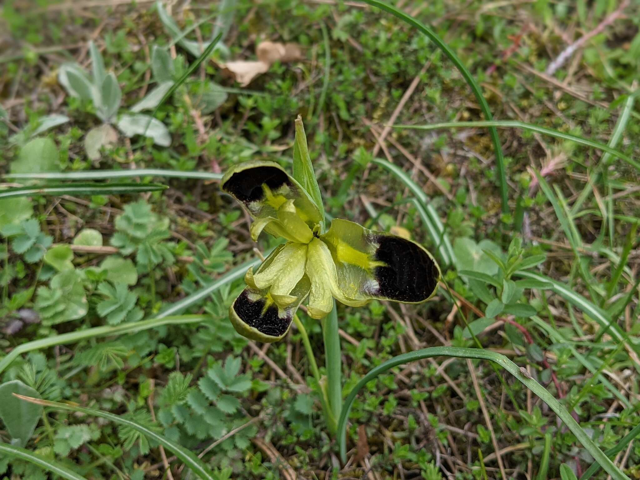 Image de Iris tuberosa L.