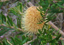 Imagem de Banksia marginata Cav.