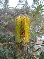 Imagem de Banksia marginata Cav.