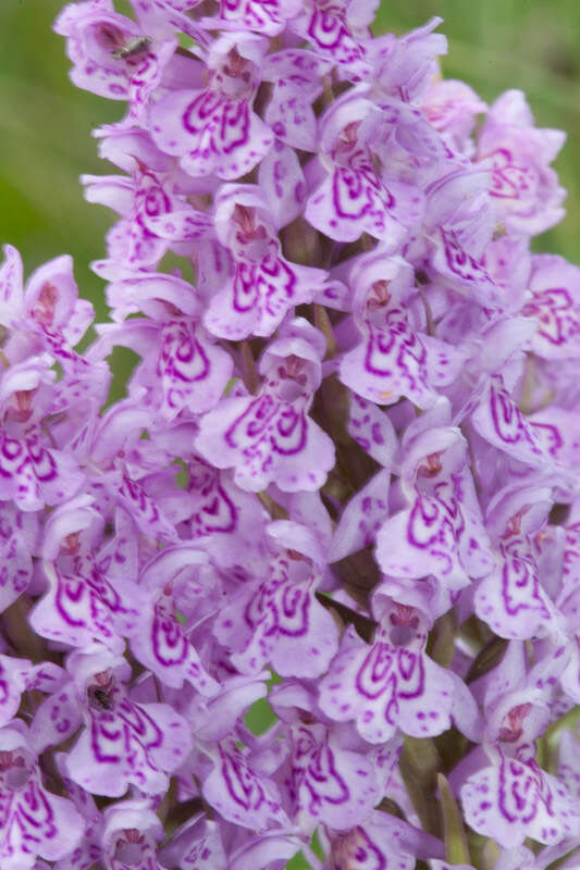 Imagem de Dactylorhiza grandis (Druce) P. F. Hunt