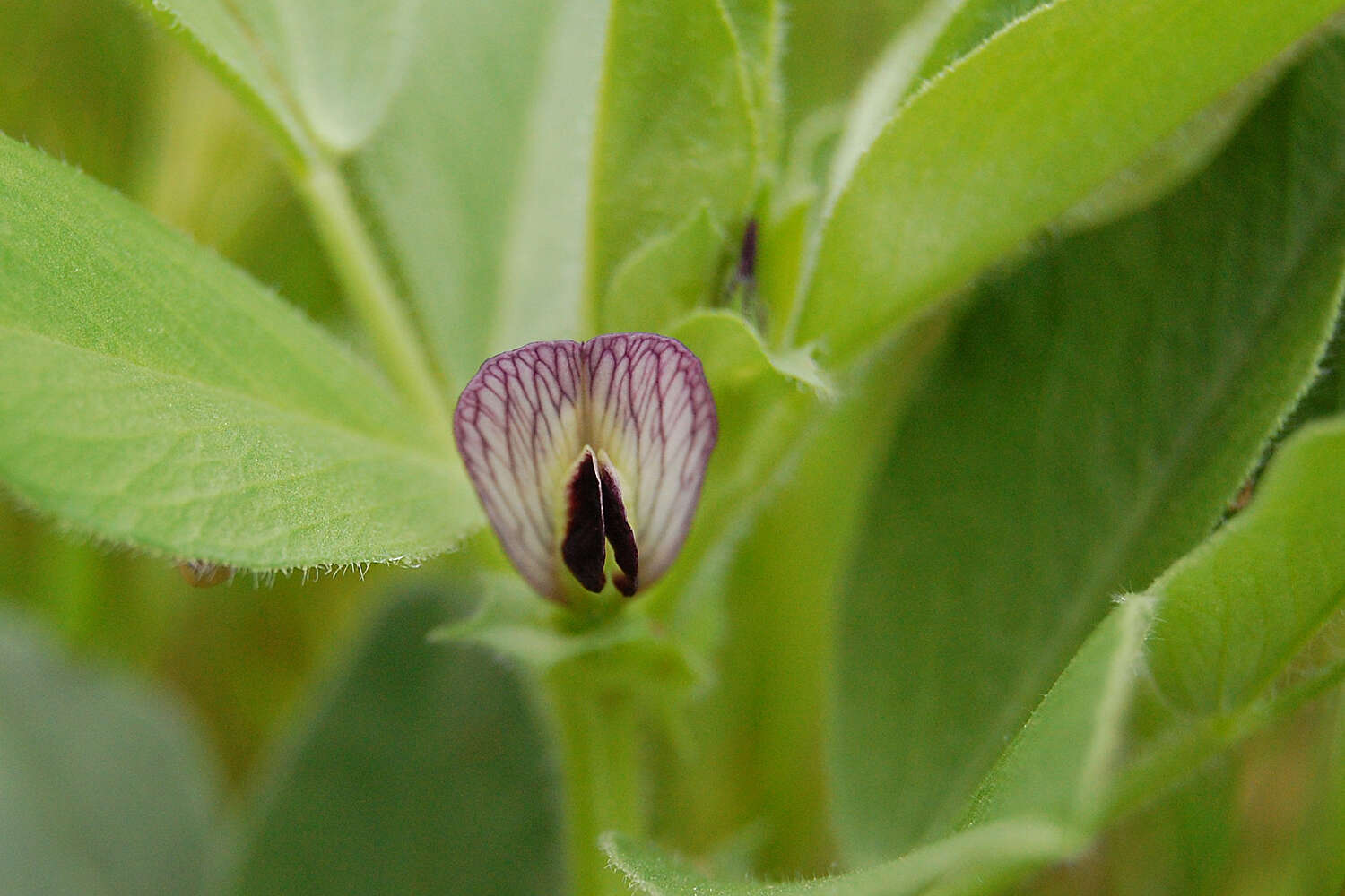 Image of Vicia johannis Tamamsch.