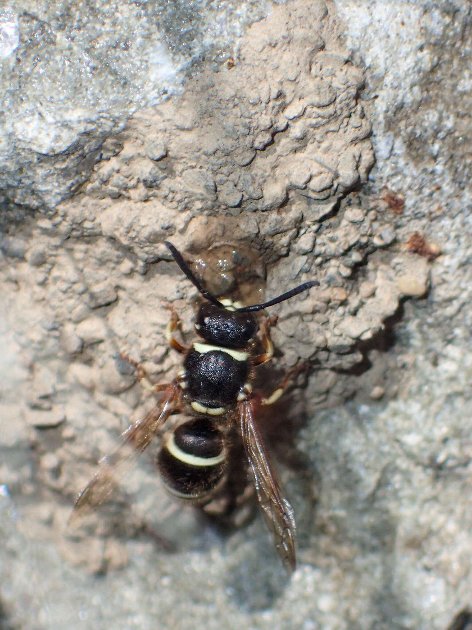 Image of Ancistrocerus waldenii (Viereck 1906)