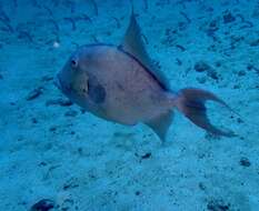 Image of Finescale Triggerfish