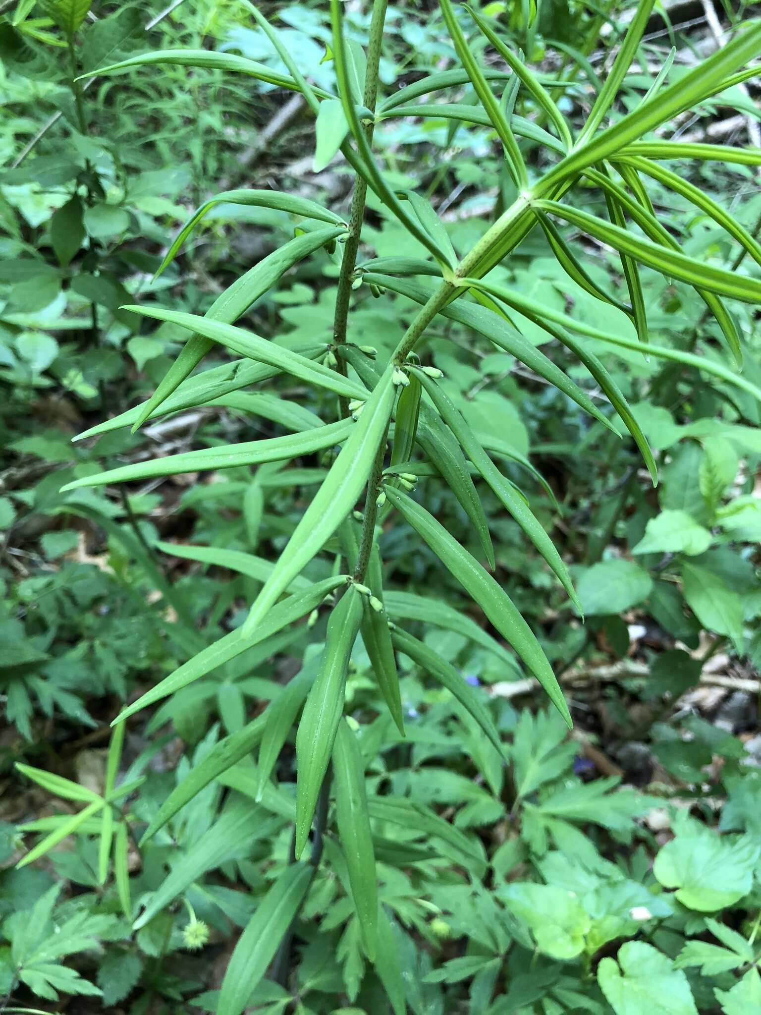 Слика од Polygonatum verticillatum (L.) All.