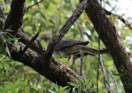 Image of Collared Sparrowhawk