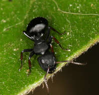 Image of Camponotus braunsi Mayr 1895