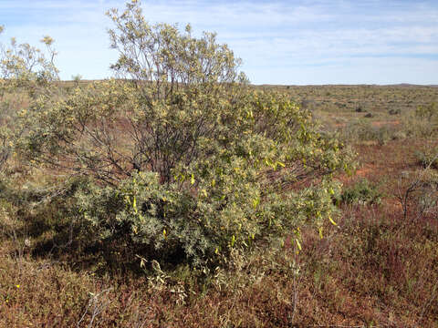 Image of Senna artemisioides subsp. sturtii