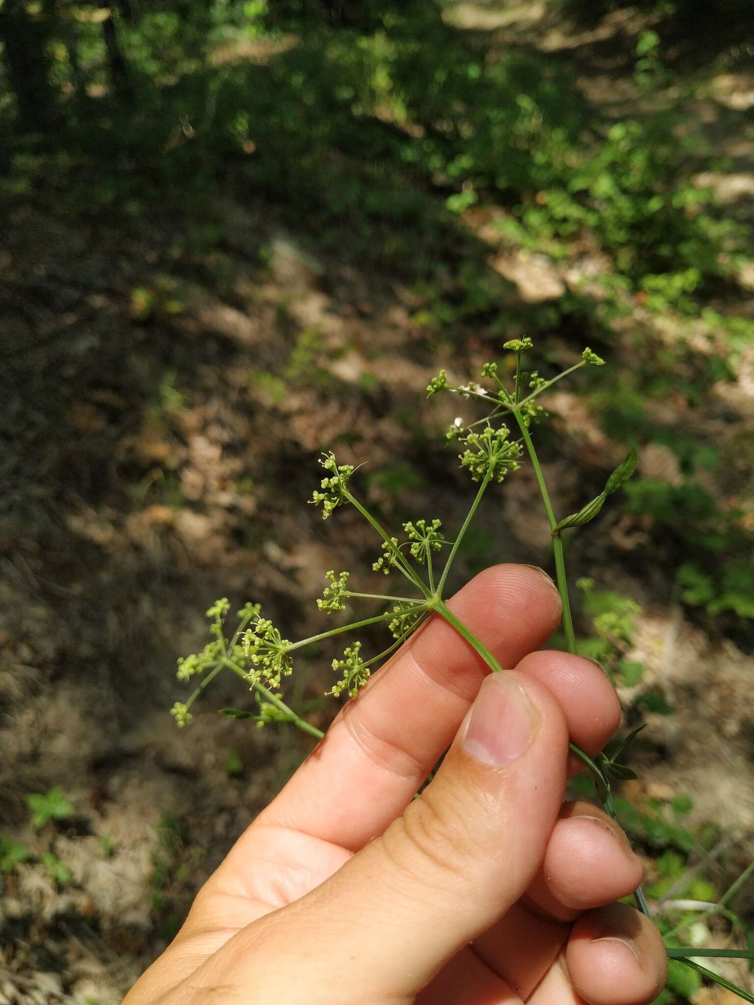 صورة Dichoropetalum caucasicum (M. Bieb.) Soldano, Galasso & Banfi