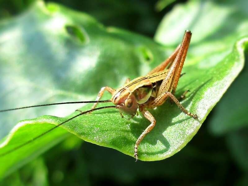 Image of Metrioptera roeselii