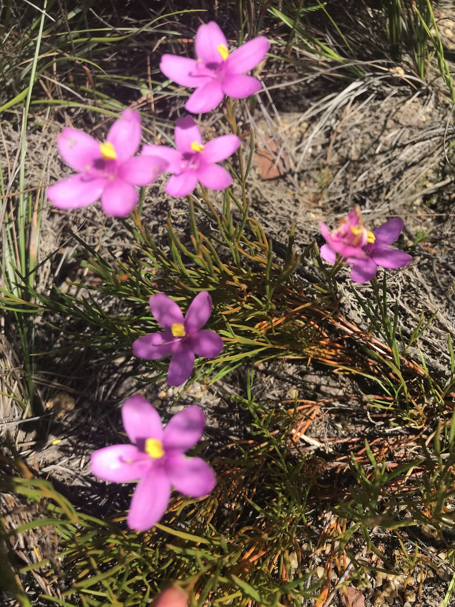 Image of Chironia linoides L.