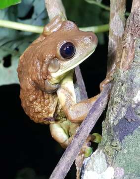 Image of Trachycephalus macrotis (Andersson 1945)