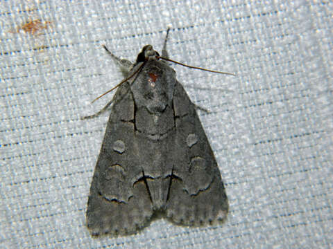 Image of Radcliffe's Dagger-moth